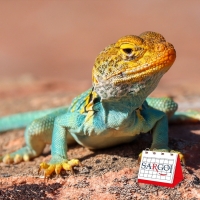 It's August 14th and it's Lizard Day  