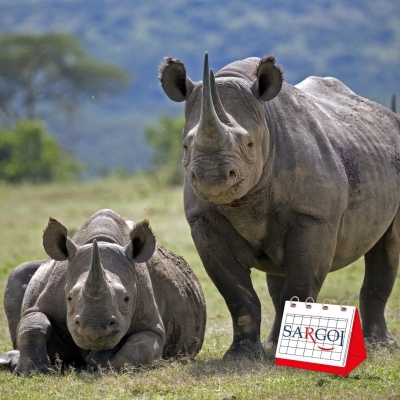 It&#039;s September 22th and it&#039;s Rhino Day 