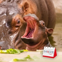 It's February 15th and it's World Hippo Day 