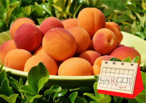 9 січня: Національний день абрикоса